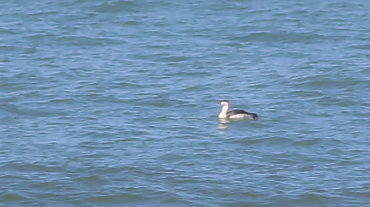 Red-throated Loon